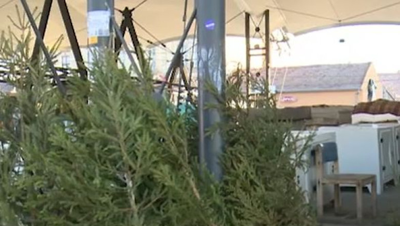 Zeci de brazi nevanduti, abandonati in pietele Timisoarei. Ce se intampla cu ei Imagine