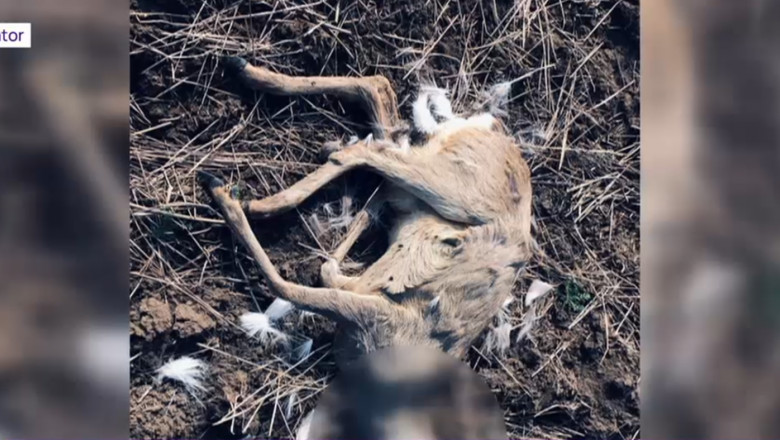 Zeci de caprioare moarte si cadavrele altor animale salbatice au fost gasite pe un camp din Timis si Arad. Este al doilea caz recent Imagine