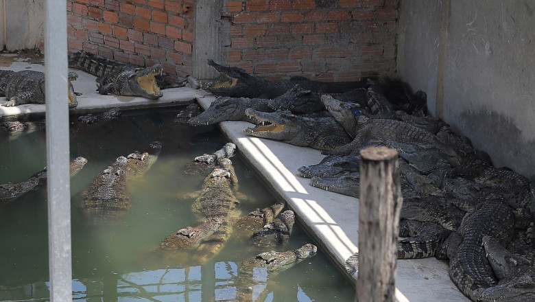 Zeci de crocodili au scapat dintr-o crescatorie din China, in urma inundatiilor Imagine