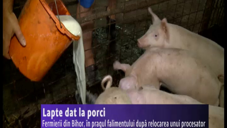 Zeci de fermieri din Bihor au ajuns sa dea laptele la porci, dupa ce un procesator nu le mai preia produsele Imagine