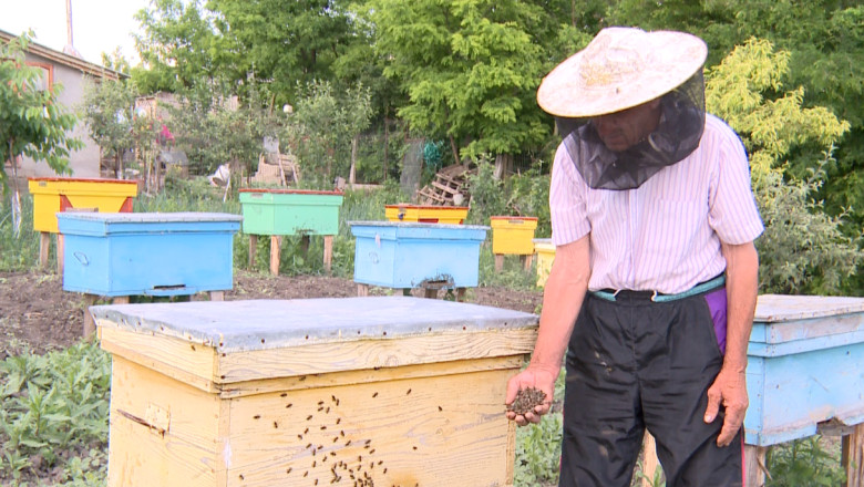 Zeci de mii de albine moarte. Apicultorii dau vina pe o firma care a stropit cu erbicid fara sa anunte Imagine