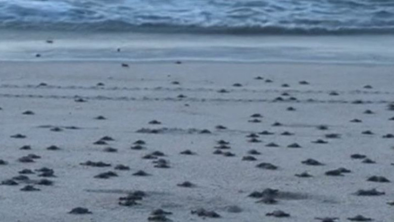 Zeci de mii de broscute testoase au invadat o plaja din Mexic Imagine