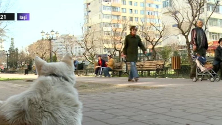 Zeci de mii de caini fara stapan sunt liberi pe strazile oraselor romanesti Imagine