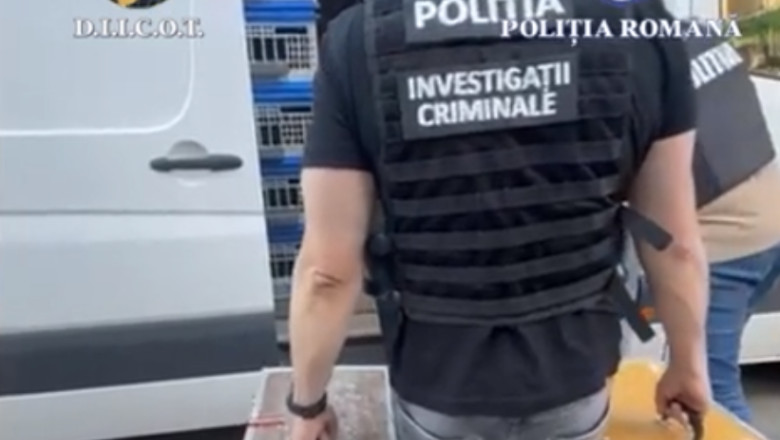 Zeci de porumbei de concurs si de reproducere furati din Belgia, gasiti in Mehedinti. Valoarea pasarilor depaseste 2,2 milioane de euro Imagine