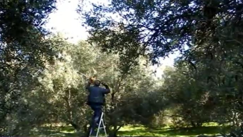 Zeci de romani obligati sa munceasca in conditii inumane pe o plantatie de maslini din Portugalia Imagine