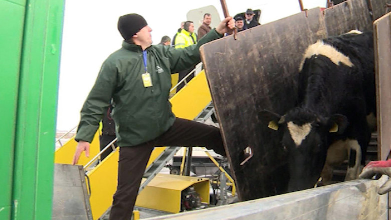 Zeci de vacute "aterizeaza" la Timisoara Imagine