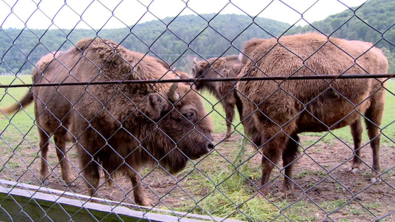 Zimbri din straintate, adusi in Romania, la Parcul Natural din Neamt Imagine