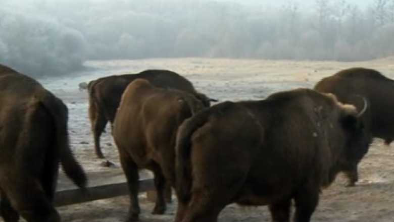 Zimbri in bataia pustii, in Dambovita: "Nu e absolut nimic ilegal sa fie impuscati, dar doar in tarc" Imagine