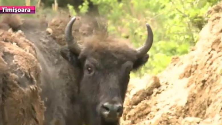 Zimbri morti de boala limbii albastre. Trei exemplare au murit in Rezervatia Hateg Imagine