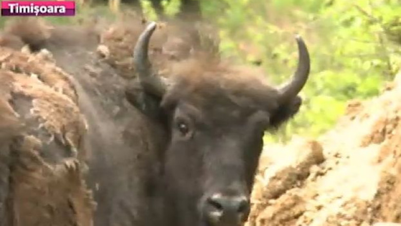 Zimbri morti, la Armenis.Trei din cele 17 animale nu au supravietuit in rezervatia din Muntii tarcu Imagine