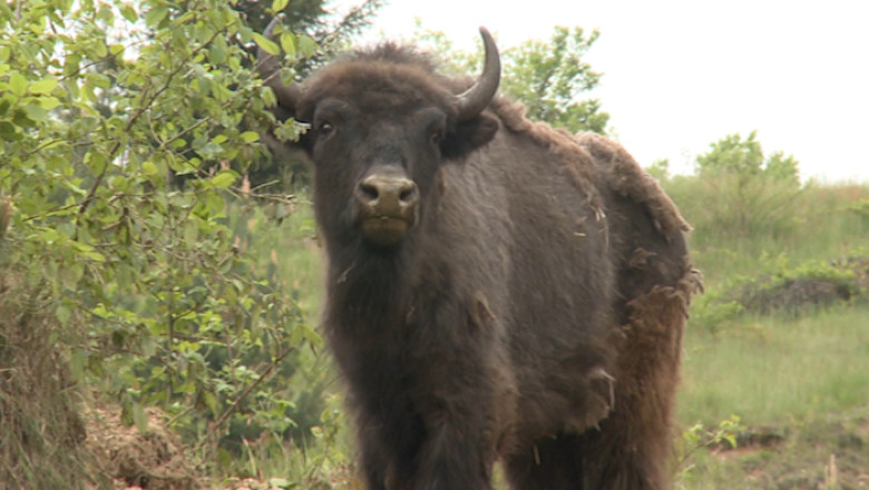 Zimbrii de la Armenis fac pasi spre libertate Imagine