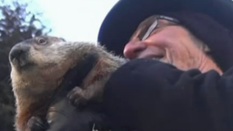 Ziua Cartitei. Celebrul Phil a anuntat ca urmeaza sase saptamani de iarna Imagine