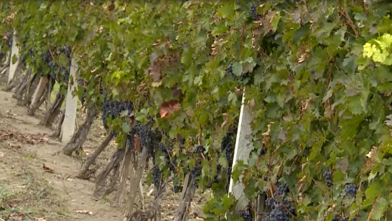 Ziua Nationala a Vinului, sarbatorita la Chisinau Imagine