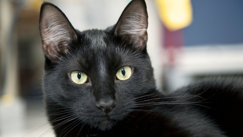 Ziua Pisicilor Negre, marti, la Muzeul „Antipa”. Targ de adoptii si ateliere de povesti Imagine