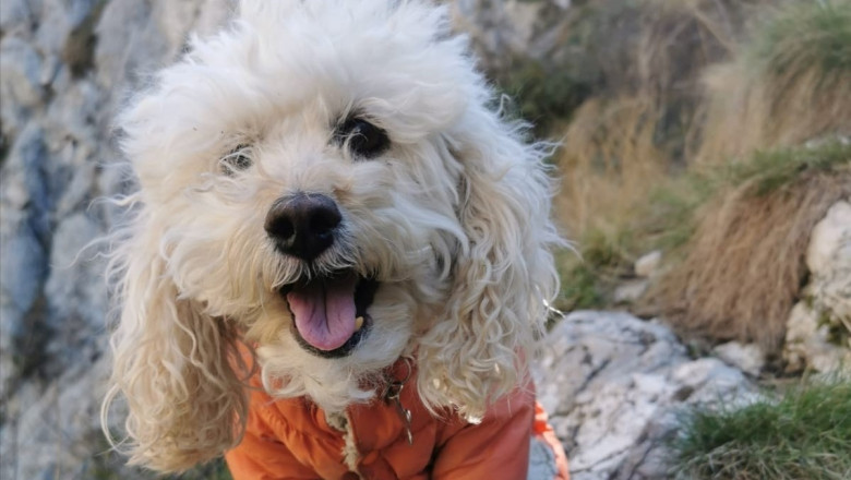 Zoe, catelusa care vede lumea de sus la propriu: Este alpinista cu acte in regula si a cucerit 37 de varfuri montane Imagine