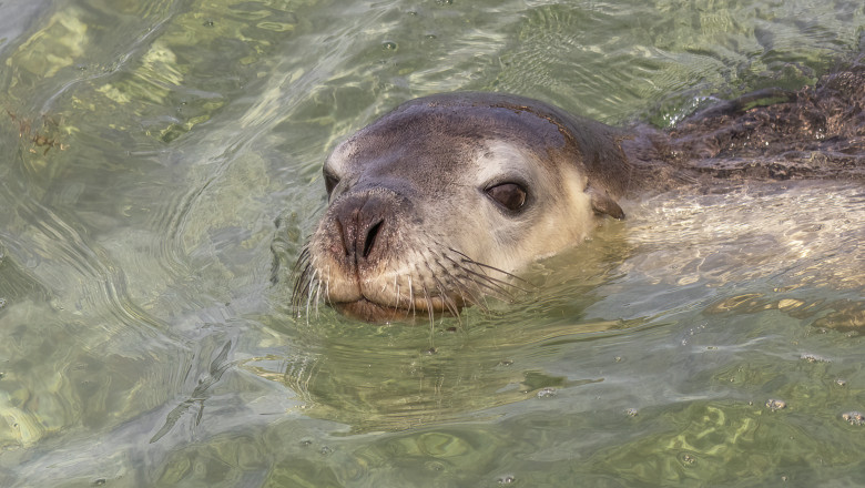Zoo Brasov, singura gradina zoologica din Romania unde traiesc lei de mare, foci si pinguini. „Sunt joviali si prietenosi” Imagine