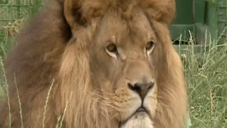 Zoo de patru milioane de euro la Oradea Imagine